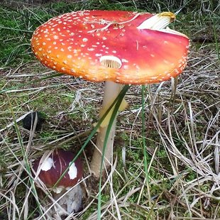 Otrava houbami Anotační obrázek